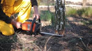 Best Hazardous Tree Removal  in Matawan, NJ